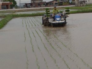 田植えの時期になりました!