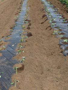 サツマイモ苗400本植えつけしました。