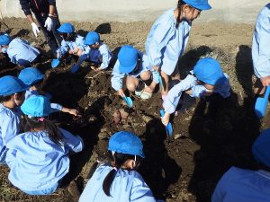 まどか幼稚園児のおいも堀