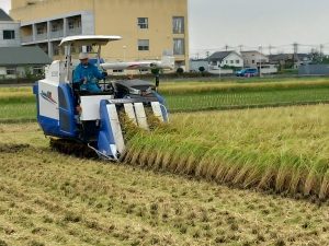 越谷産コシヒカリ「玉乃越」稲刈りをしました。