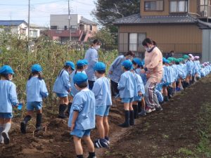 まどか幼稚園の園児の芋堀を行いました。