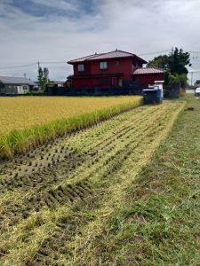 越谷産コシヒカリ「玉乃越」の収穫です