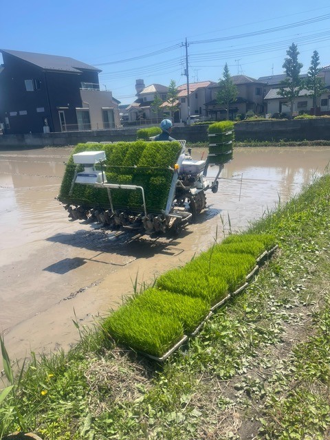 田植えを行いました。