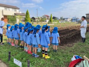 まどか幼稚園・大袋幼稚園を招いてサツマイモ堀を行いました。